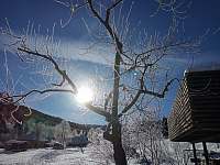 strom u terasy - zima - Velké Karlovice