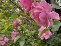 Růže pro váš hezký den :-) - pronájem chaty Řeka