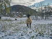 výhled ze zahrady na ovce - Štramberk