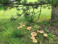 Jedlé houby na zahradě pod borovicí. - Kunčice pod Ondřejníkem