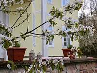 Pohled na terasu v jarním rozkvětu - zámeček ubytování Černčice