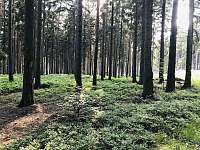 V místních lesích - Nová Oleška