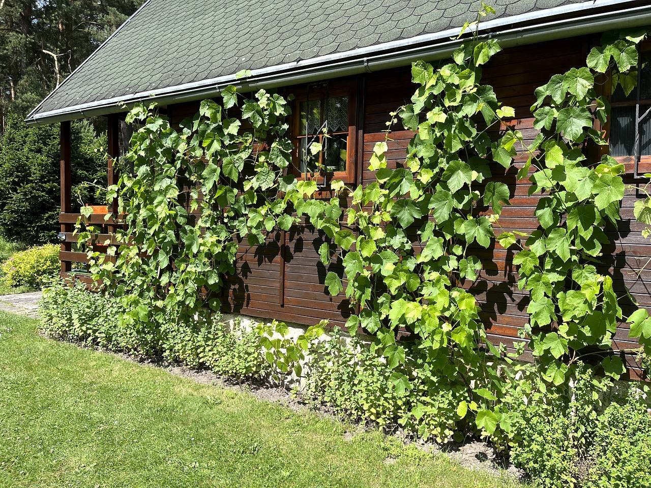 Chata Révový kout Hamr na Jezeře - stěna s révou