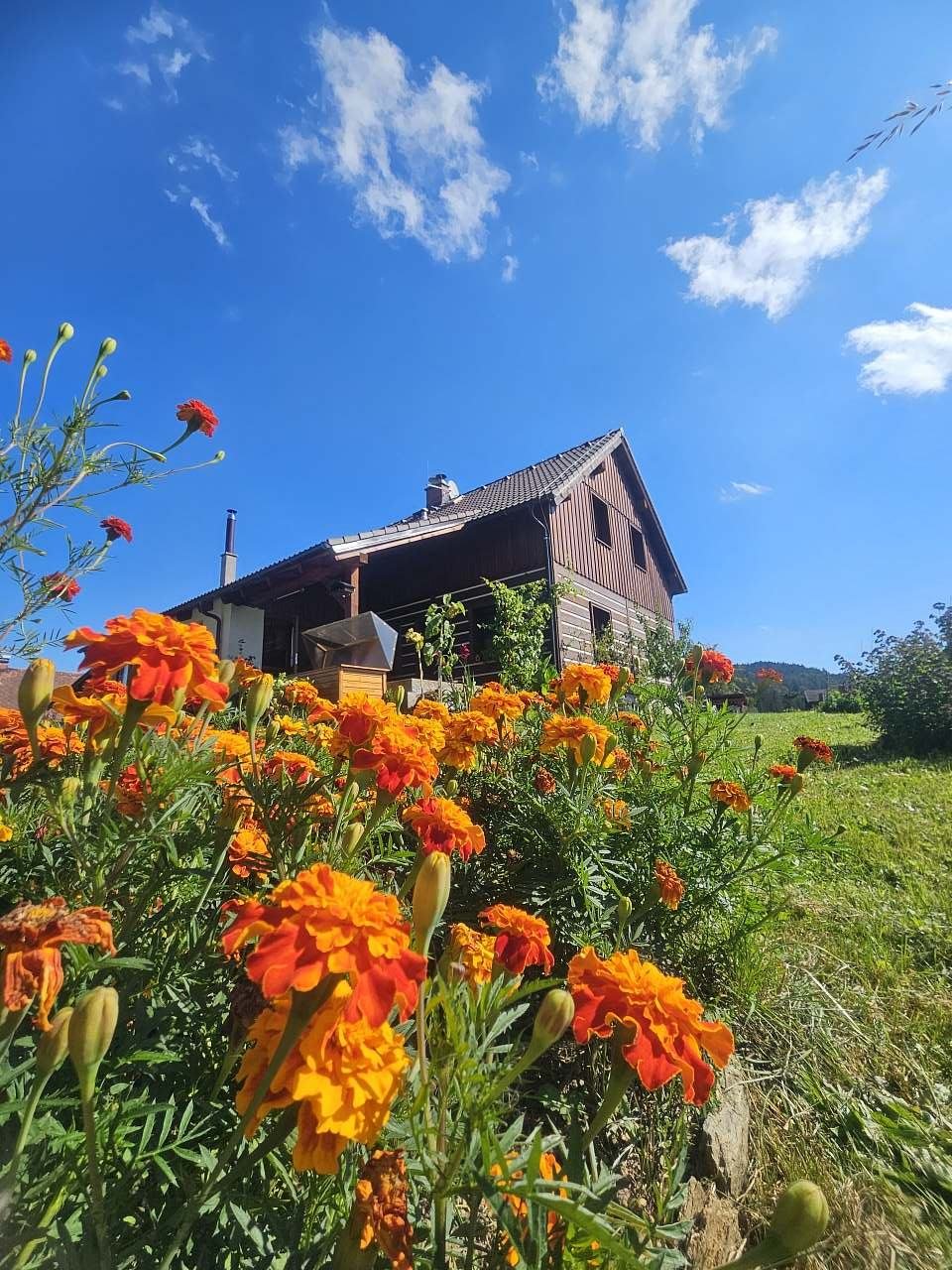 Květinek máme plnou zahradu.