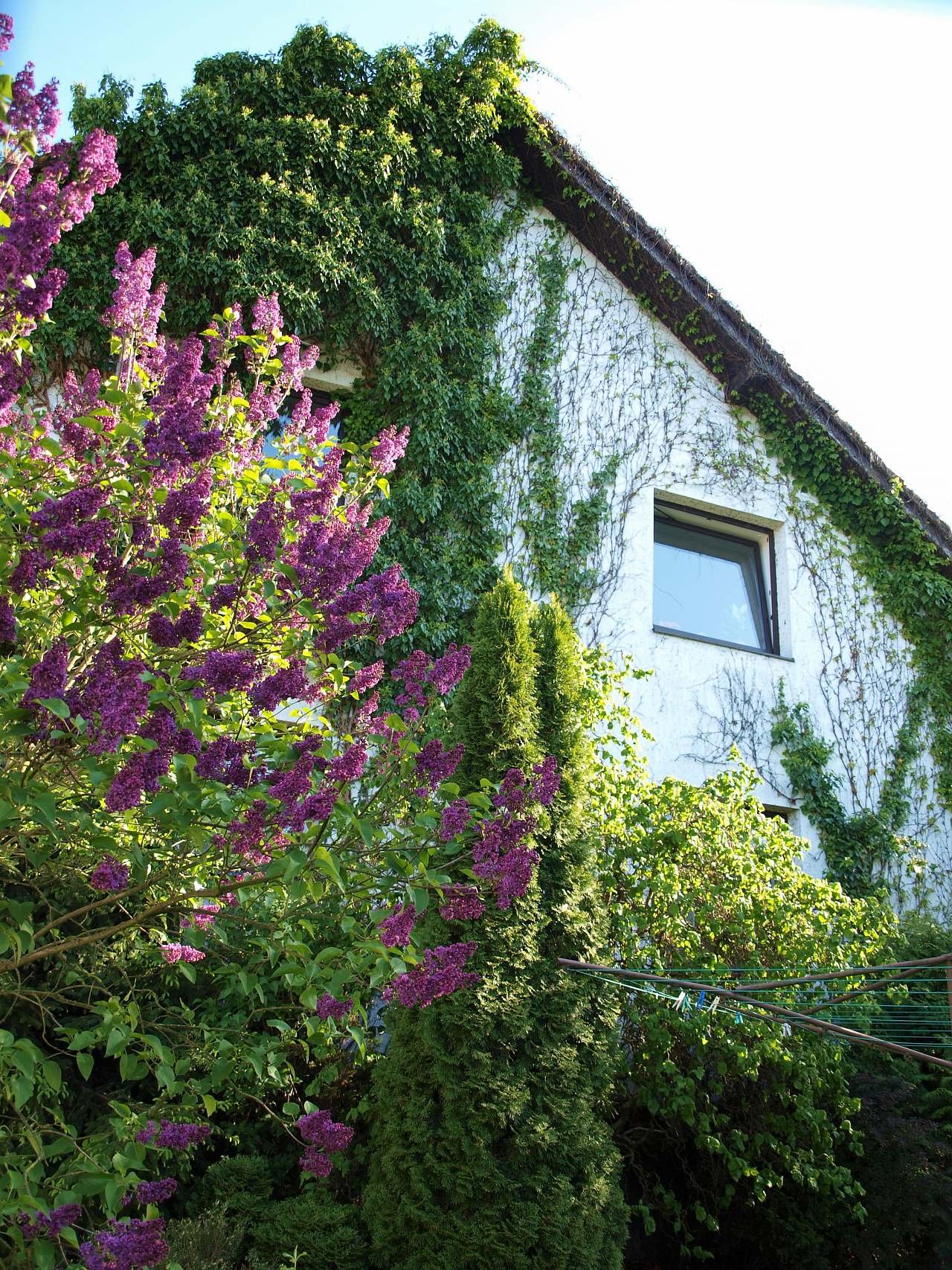 Na jaře si můžete utrhnout do vázy šeřík