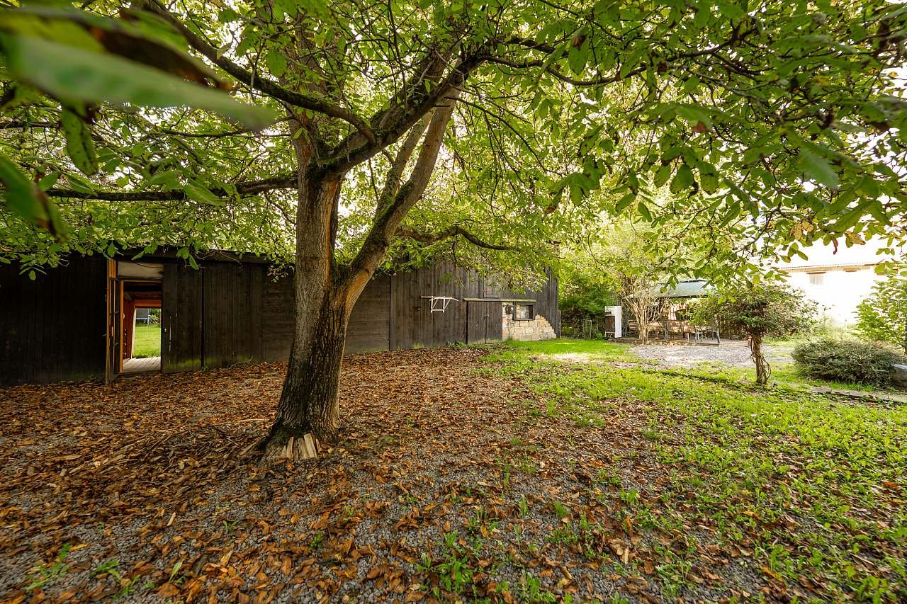 Na nádvoří hrdě stojí stoletý ořešák.