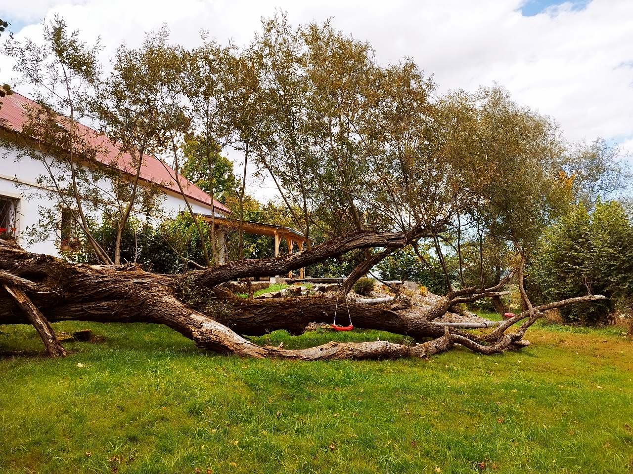 oblíbená živá dětská prolézačka - padlá vrba