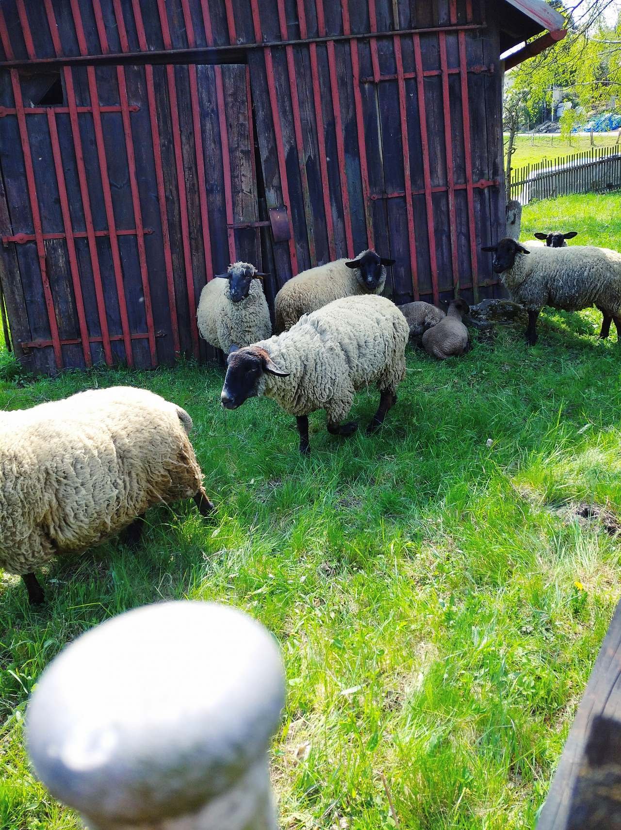 ovečky v zadní části objektu