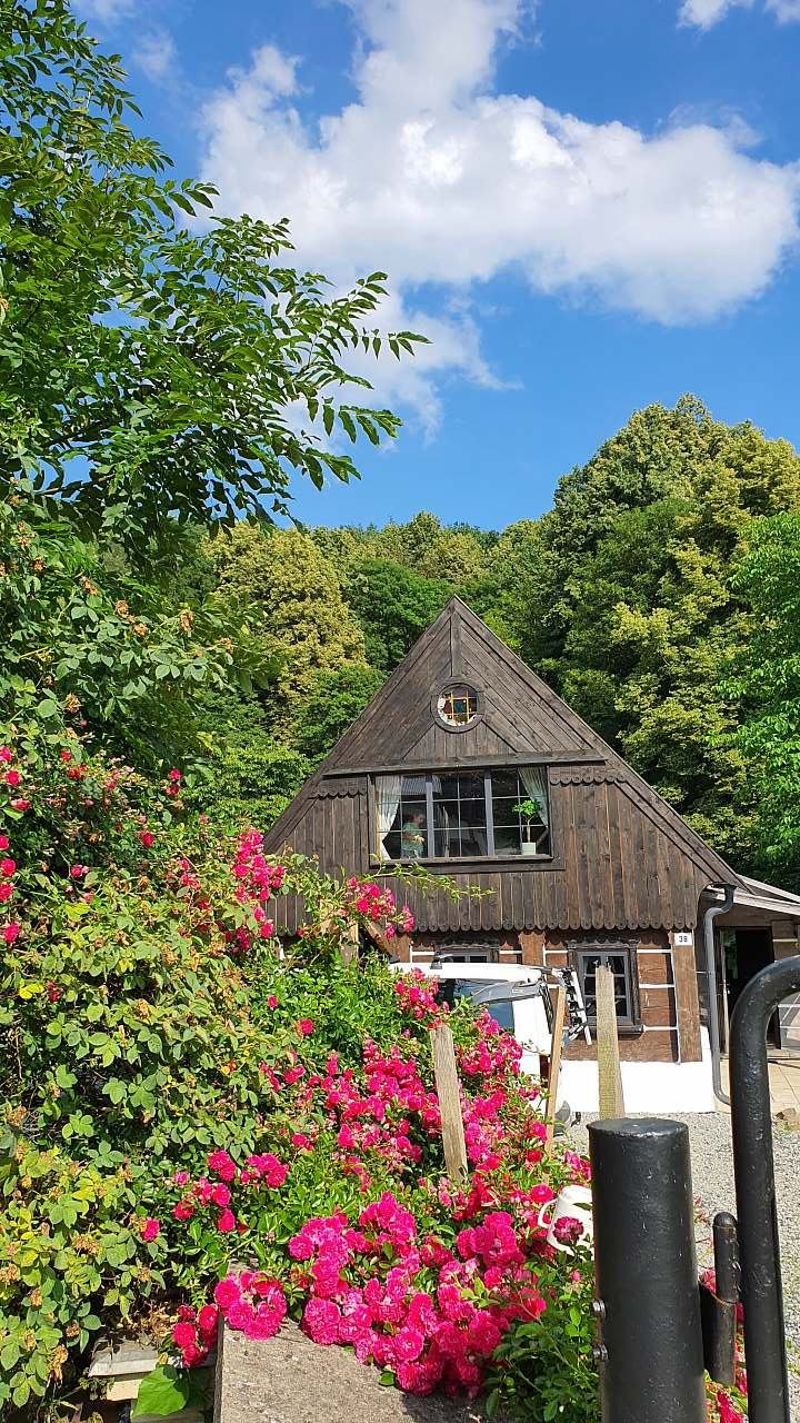 Vážíme si našeho starého růžového stromu