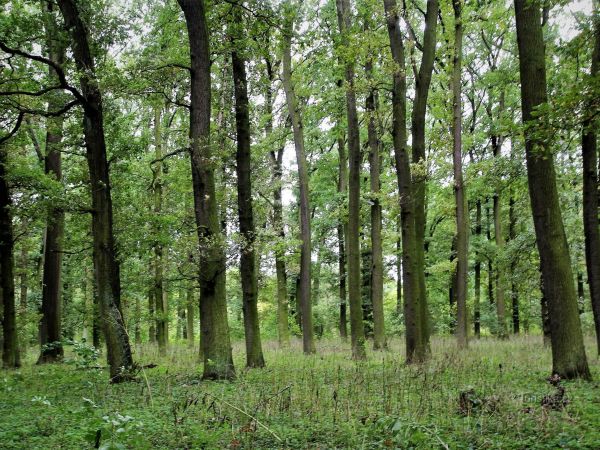 Bedřichův les