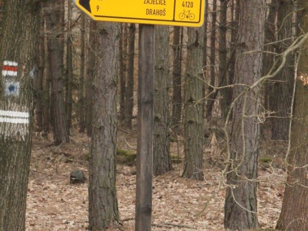 cykloturistické rozcestí v lese u Vysoké nad Labem