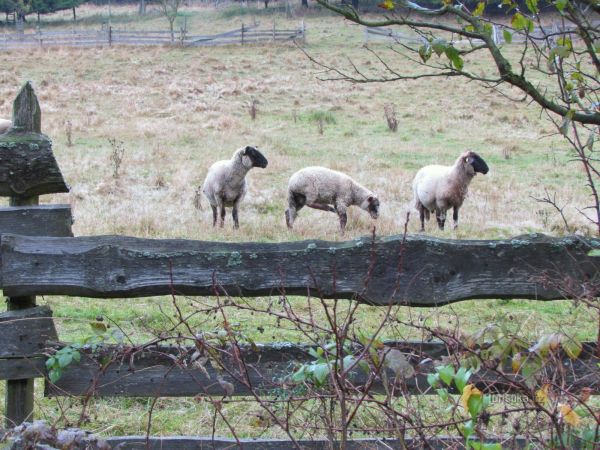 Do Držkové za ovečkami a  malebnými skalními zákoutími