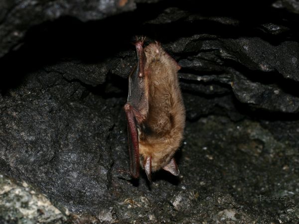 Důl Jeroným navštivte v létě, v zimě tu odpočívají netopýři - tip na výlet