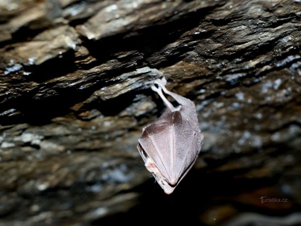 Flascharův důl – břidlice plná netopýrů