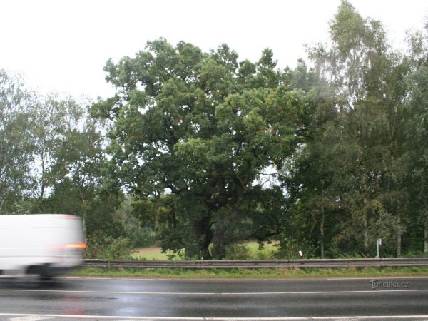 Jeden ze dvou památných dubů