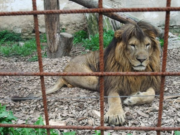 Jedinečný svět exotických zvířat – Zoo Dvorec