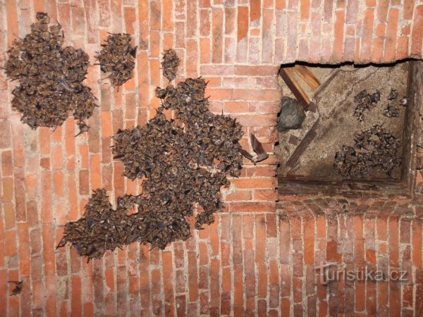 Klášter Kladruby nabízí neobvyklé letní bydlení pro netopýry - tip na výlet