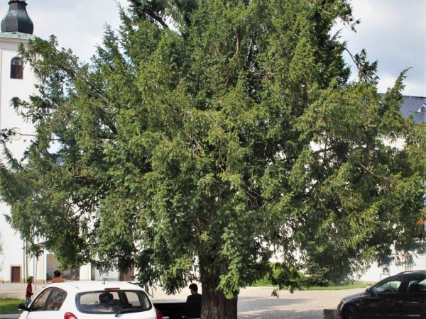 Lanškroun - významný strom na náměstí Aloise Jiráska - tip na výlet