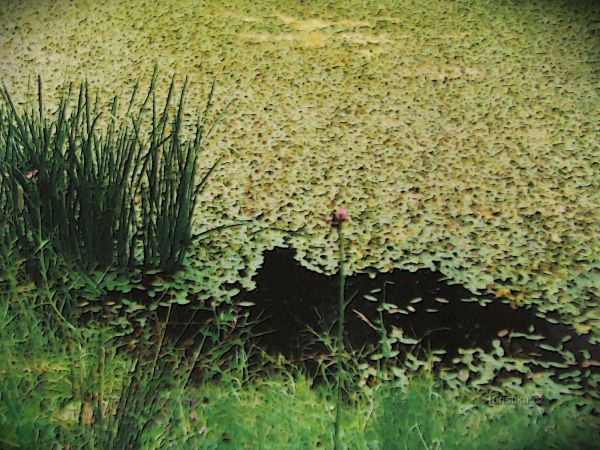 Lesní rybníček u samoty Ezechýle na Valašskosenicku - tip na výlet