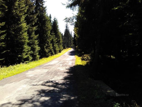 Lesný - nejvyšší vrchol Slavkovského lesa - tip na výlet