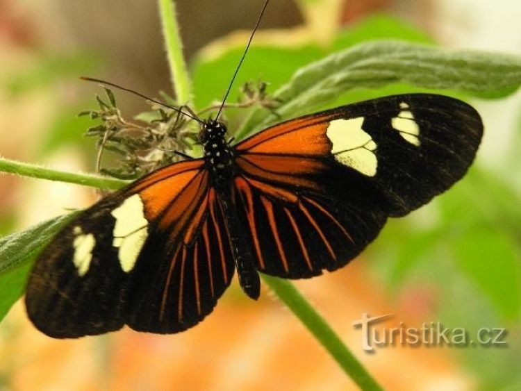 Motýlí dům - Žírovice - tip na výlet