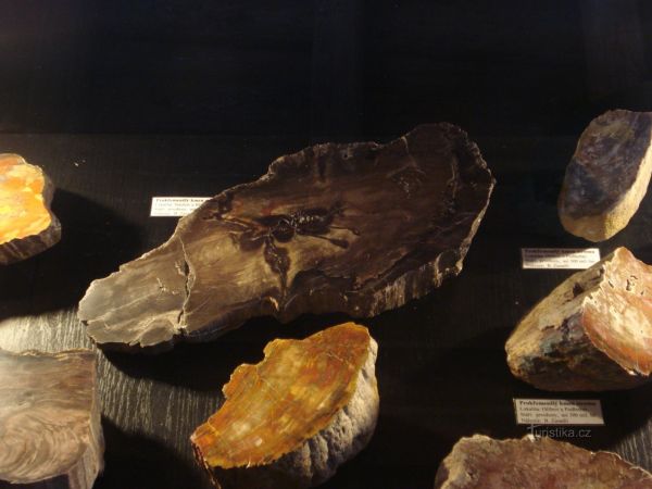 Muzeum  araukaritu