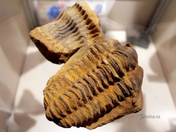 Muzeum fosilií v Roseči u J. Hradce