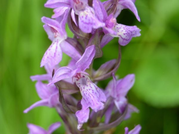 Na Kladno za českými orchidejemi