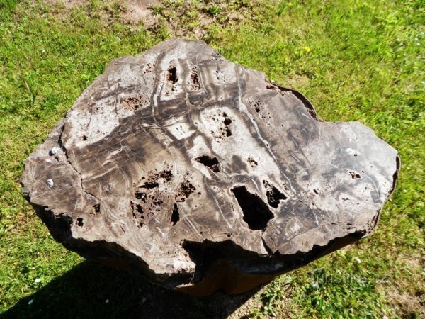 Nová Paka – venkovní geologická expozice Zkamenělá dřeva