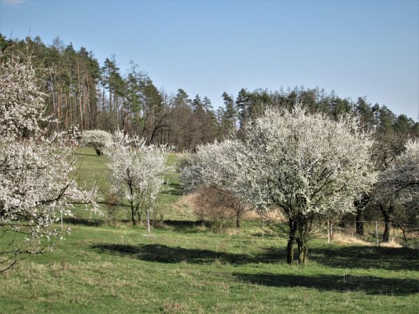 Ořešínské pastviny