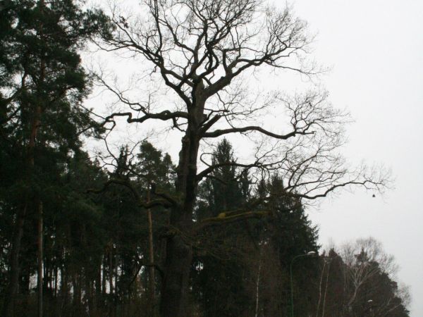 Památný dub v Třebechovicích