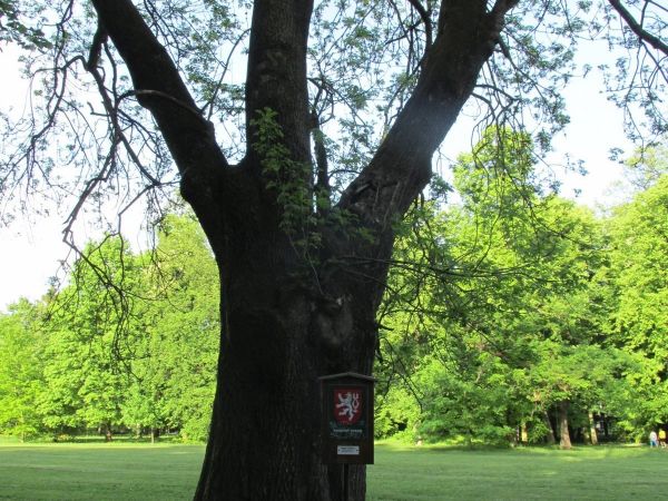 Památný strom ve fryštátském zámeckém parku