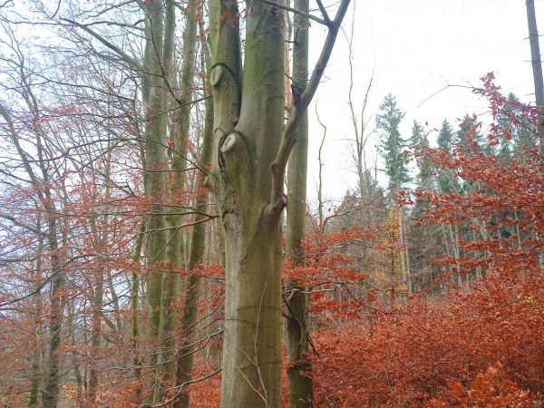 Podzimní toulání lesy pod Javorovou skálou - tip na výlet