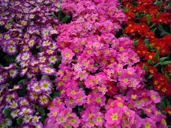 pro milovníky květin - zahradnictví Chládek Praha 6 - Střešovice - tip na výlet