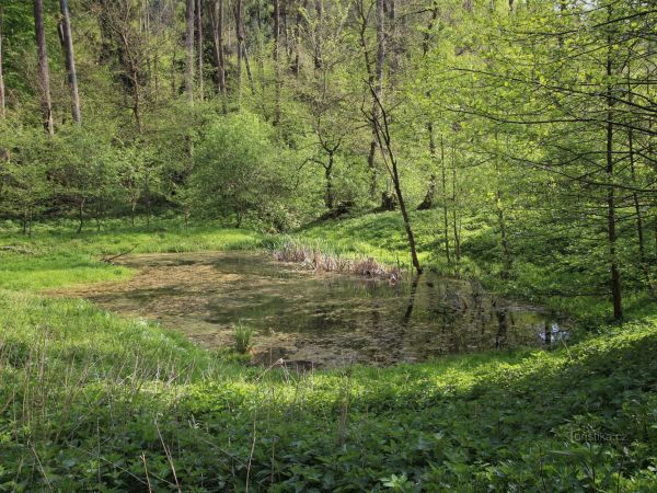 Soběšické rybníčky - přírodní památka