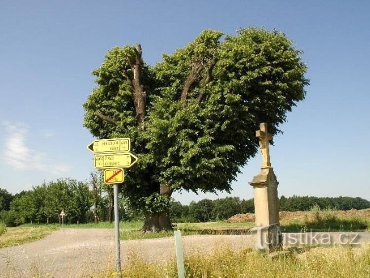 Strom v Chotěborkách