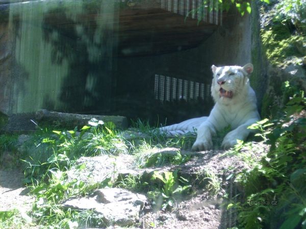 Svět bílých tygrů indických – zoo Liberec - tip na výlet