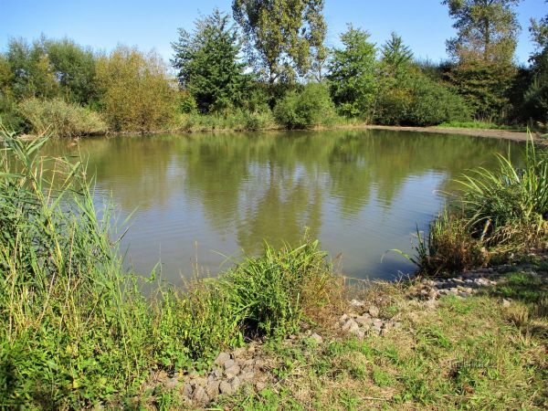 Třesický rybník pod Kosičkami