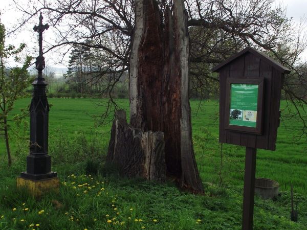 Třeština - obec památkově chráněných stromů
