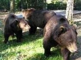 Výlet přes dvě rozhledny a tři medvědy