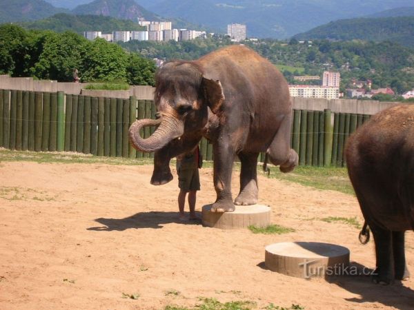 Zoo Ústí nad Labem – více než zvířata v klecích - tip na výlet