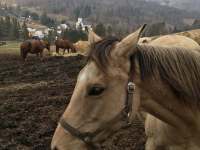 Místní koně a jízdárna - Heřmanovice