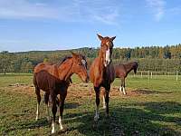 koně - Lodhéřov - Najdek