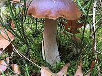 houbařská sezóna - pronájem chalupy Uzeničky