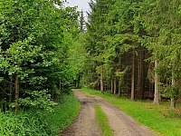 Bolíkovský les - chalupa k pronájmu Cizkrajov - Dolní Bolíkov