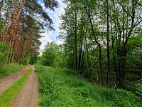Bolíkovský les - Graselova stezka - chalupa k pronajmutí Cizkrajov - Dolní Bolíkov