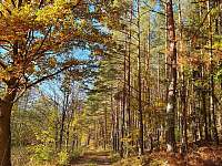 Podzimní les v Dolním Bolíkově - Cizkrajov - Dolní Bolíkov