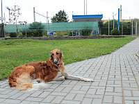 pes ve výběhu - rekreační dům k pronajmutí Veselí nad Lužnicí