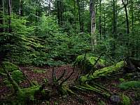 Žofínský prales (5,5 km od apartmánu) - Černé Údolí