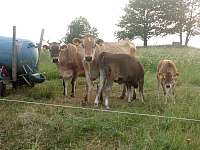 AGROTURISTIKA: Nadojte si u Lenky k ranním musli mléko z krávy Jersey. - Benešov u Boskovic